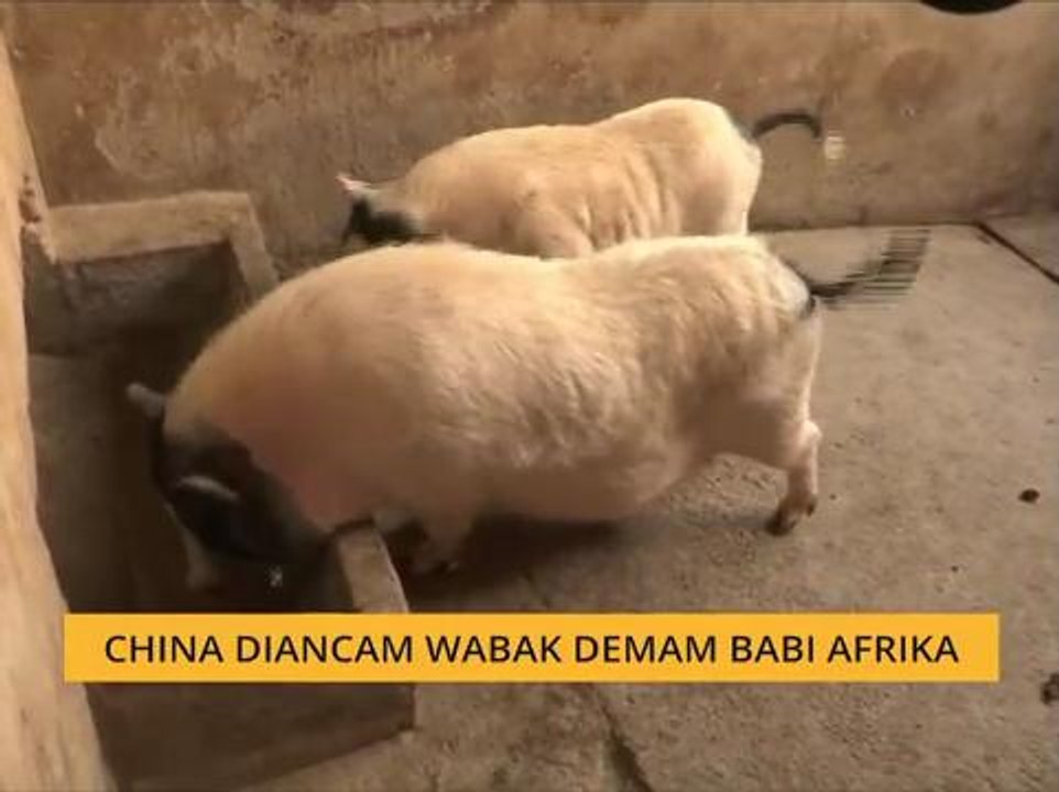 China diancam wabak demam babi Afrika