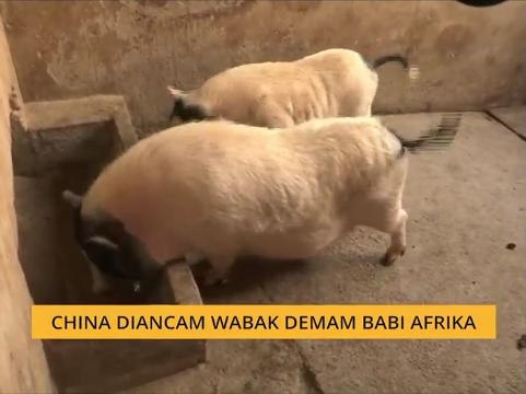 China diancam wabak demam babi Afrika