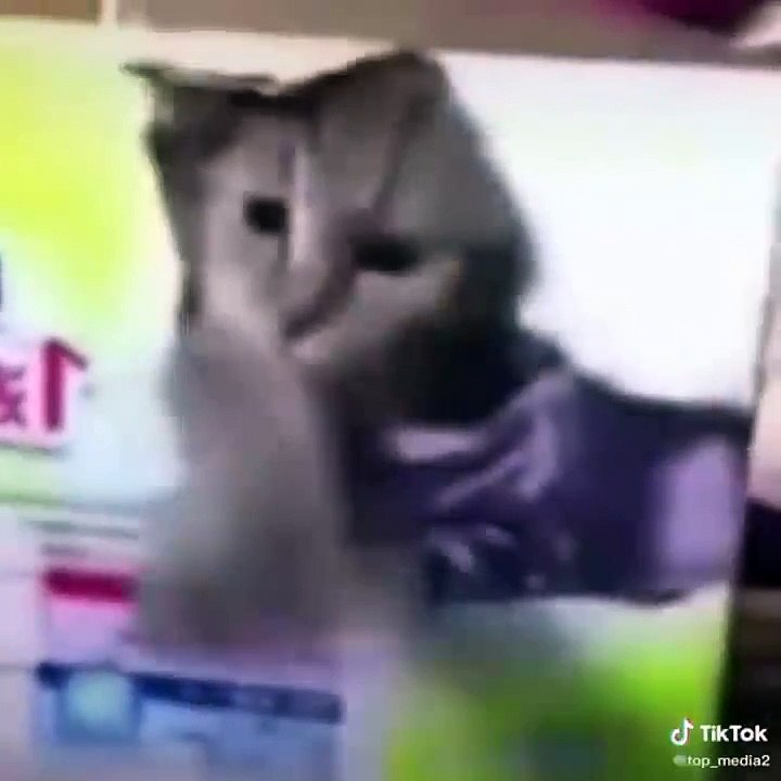 56.Funniest Cats  - Don't try to hold back Laughter  - Funny Cats Life