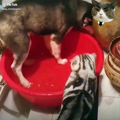 76.Funniest Cats  - Don't try to hold back Laughter  - Funny Cats Life