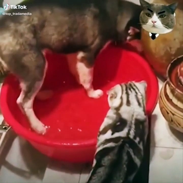 76.Funniest Cats  - Don't try to hold back Laughter  - Funny Cats Life