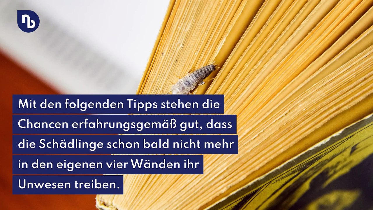 5 Tipps: So bekämpft man Silberfische