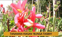 Tanam: Tanaman hiasan ' Bunga tasbih'