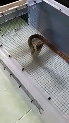 The deadly cobra bursts