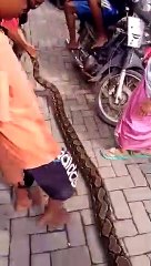 Residents catch a 5 meter long snake