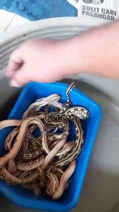 Harvest pythons for millions