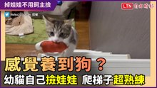 「奇怪怎麼感覺自己養到狗？」幼貓撿回娃娃 爬梯子超熟練