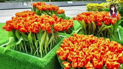 Egret garden || Flowers blossom || Yoho || Yuen long || MaMiTa ViVa