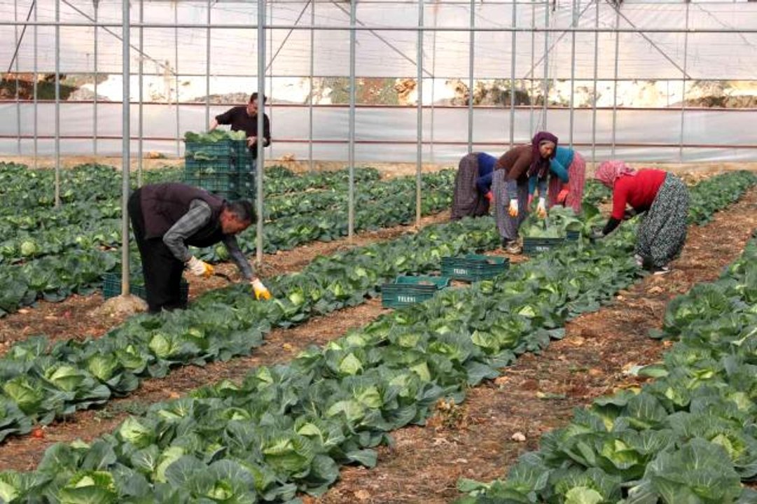 Türkiye'de ilk kez üretildi! Salata lahanalar tanesi 10 liradan Avrupa'ya ihraç ediliyor