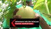 Raup Keuntungan Dari Budidaya Melon Hidroponik