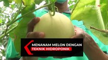 Raup Keuntungan Dari Budidaya Melon Hidroponik
