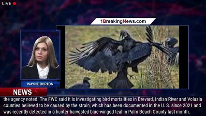 Avian flu found in some Florida bird species - 1breakingnews.com