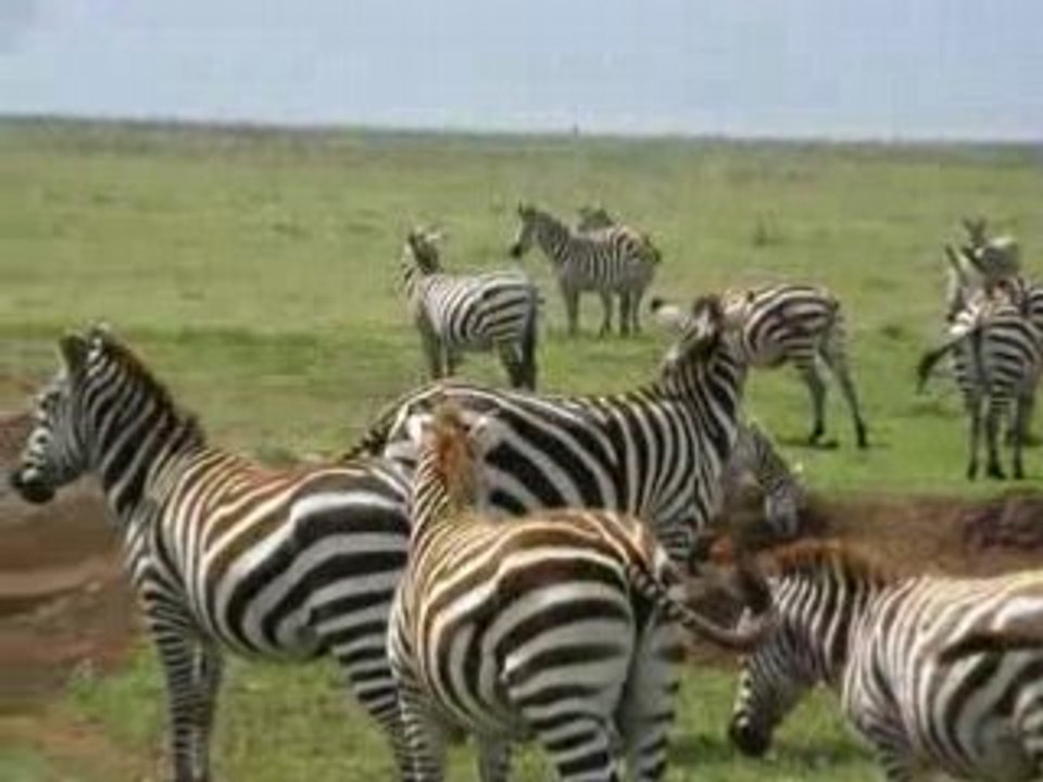 Zebres dans le  N'gorongoro