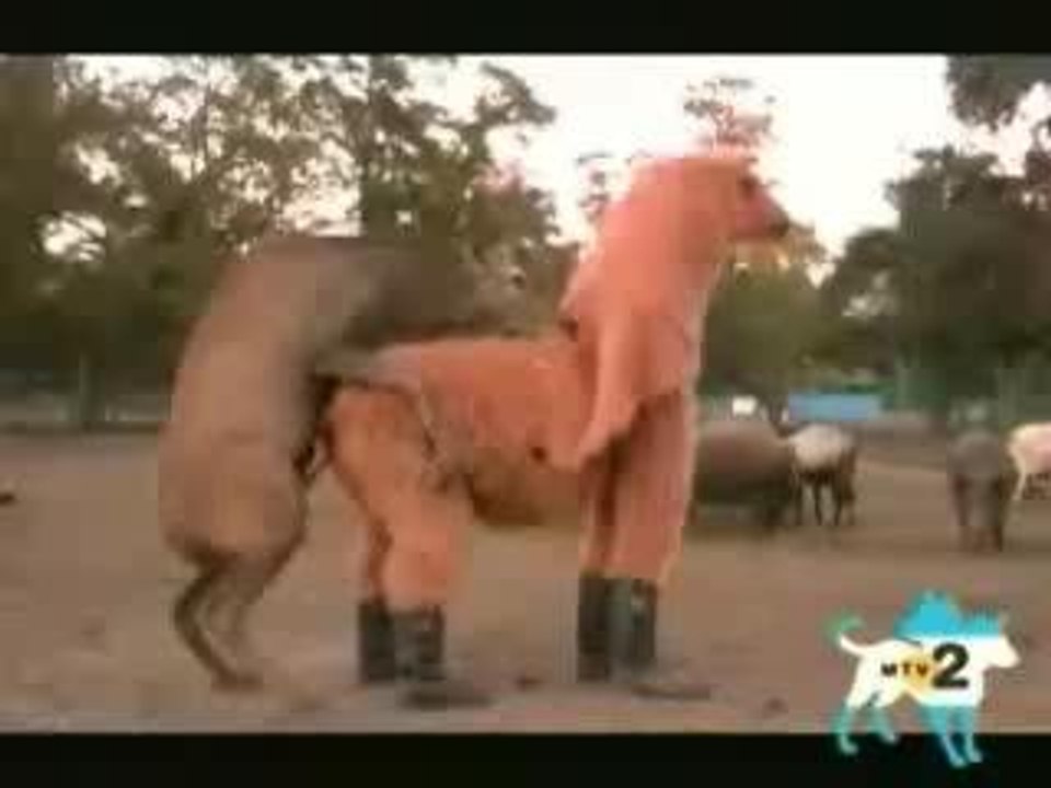 Sexy lama