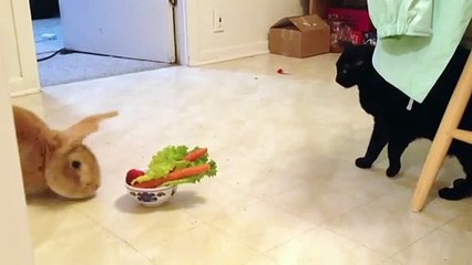 Cat Afraid of Rabbit：ウサギを恐れる猫