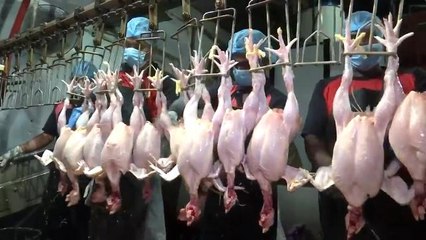 Ikon Agro: Mula secara kecil-kecilan, kunci kejayaan