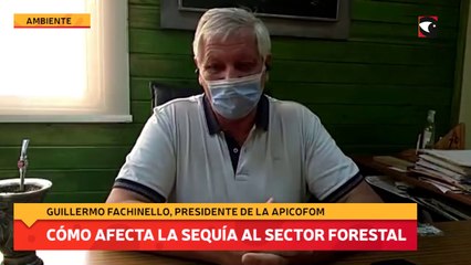 Cómo afecta la sequía al sector forestal
