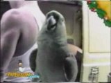 Perroquet imite les bébés