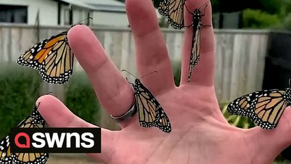 Mesmerising footage shows the incredible metamorphosis of Monarch Butterflies