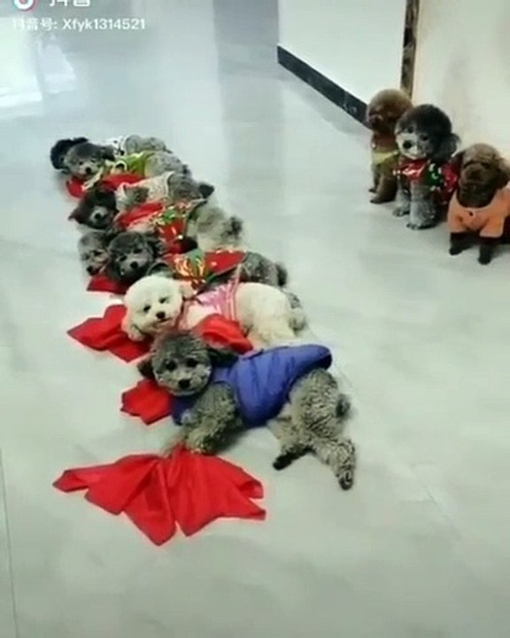 cute dogs