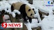 Giant pandas have fun at snow-covered base in China