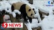 Giant pandas have fun at snow-covered base in China