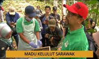 Tanam: Madu Kelulut Sarawak