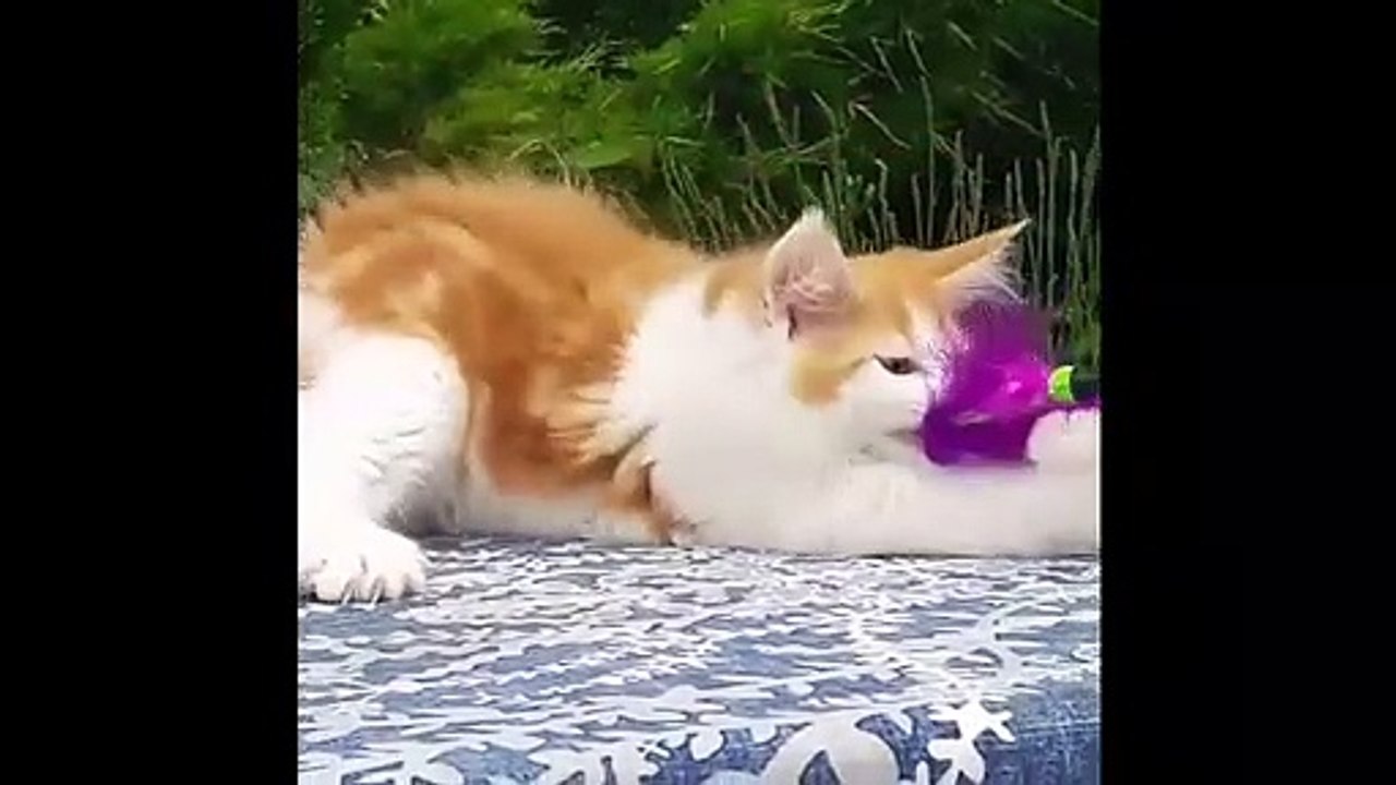 funny cat videos - best funny animal videos 2022  - funniest dogs and cats videos 