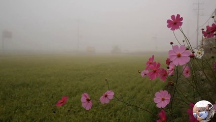 Good Morning with Soft Instrument Positive Energy To Your New Day - Morning Healing Music- Background Music