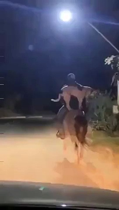 Un chien qui fait du cheval... normal