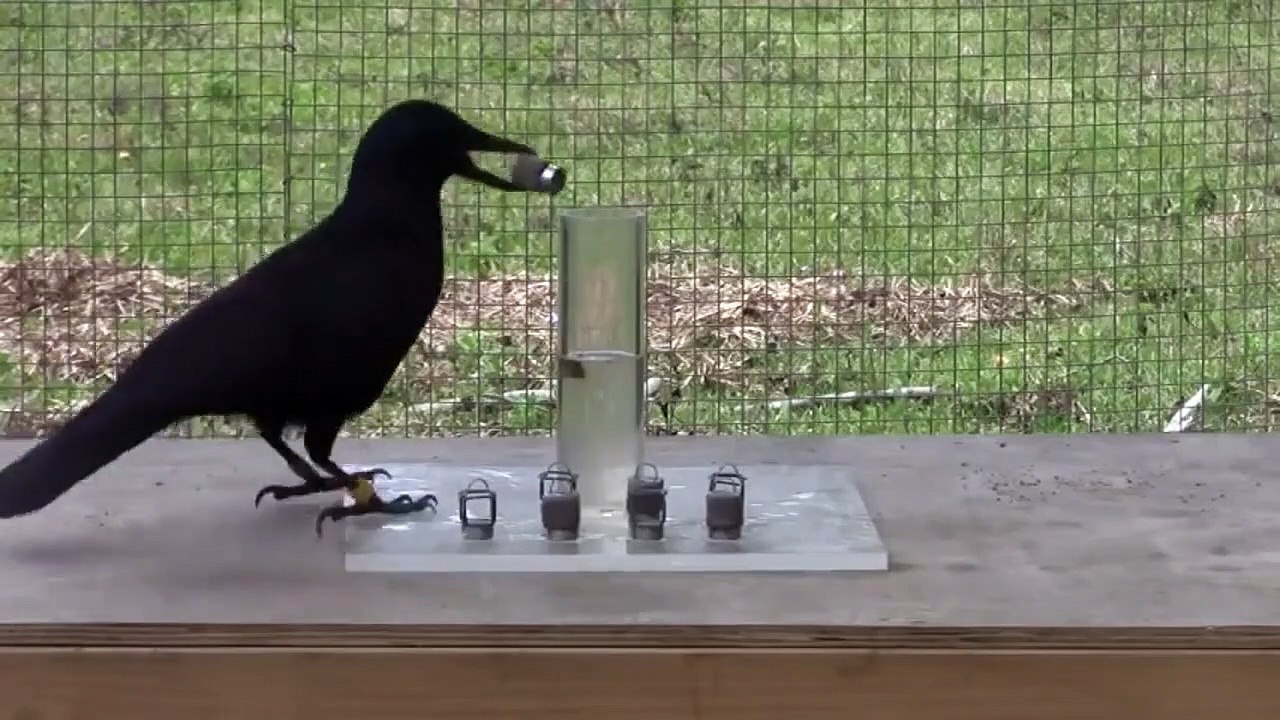 Un oiseau très intelligent