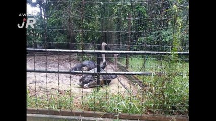 #AWANIJr: Peliharalah ciptaan tuhan