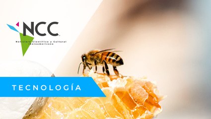 Cam­bio cli­má­ti­co afec­ta ci­clo de hi­ber­na­ción de las abe­jas