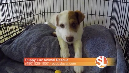 Puppy Luv: The need for fur baby foster parents