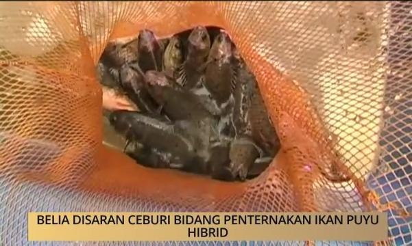 AWANI - Kelantan: Belia disaran ceburi bidang penternakan ikan puyu hibrid