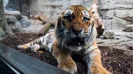 GALA VIDÉO - Coup de tonnerre dans Fort Boyard : les tigres, c’est fini !