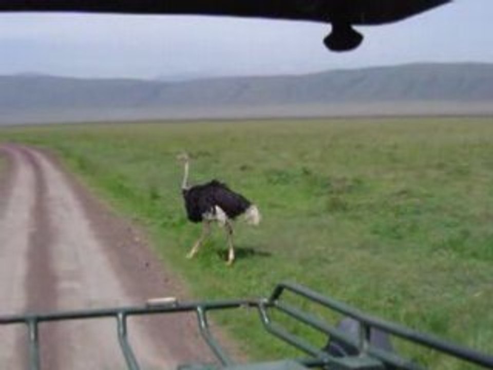 Autruche au n'gogorongo