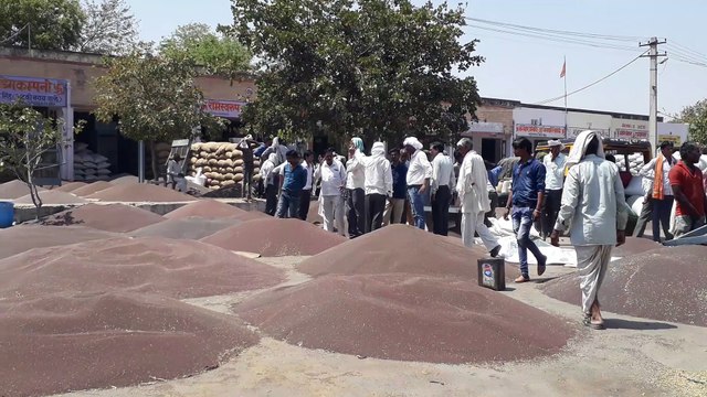 सरसों की आवक से गुलजार हुआ कृषि मंडी का बाजार