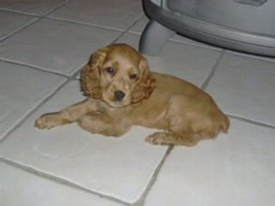 (1)petit chiot