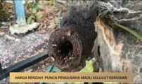 AWANI - Kedah: Pengusaha madu kelulut kerugian & aplikasi MyCard Smart Shopper