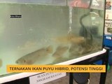 Ternakan ikan puyu hibrid, potensi tinggi