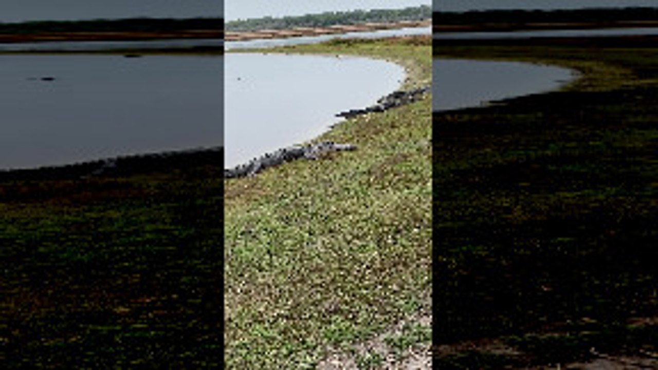 Alligators Gather at Deep Hole