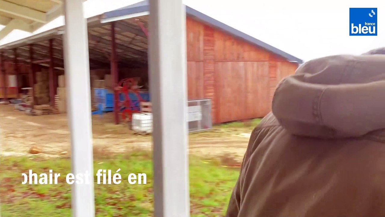 Ils élèvent des chèvres angora en Dordogne