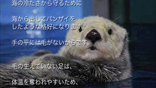 ラッコはなぜ バンザイしながら浮いてるのか？おもしろい雑学