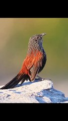 Beatiful Birds Chirping