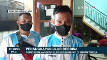 Proses Evakuasi Ular Kobra di Rumah Warga, Hingga Ditangkapnya Pelaku Penjual Organ Hewan Dilindungi