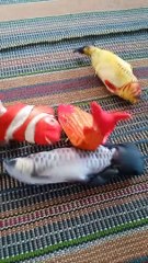 IKAN MAINAN AJAIB BISA HIDUP DIDARAT