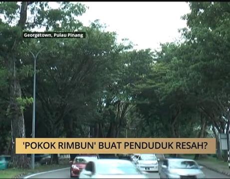 AWANI - Pulau Pinang: 'Pokok Rimbun' buat penduduk resah