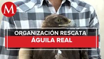 Diversas organizaciones buscan rescatar a águila real de dos años