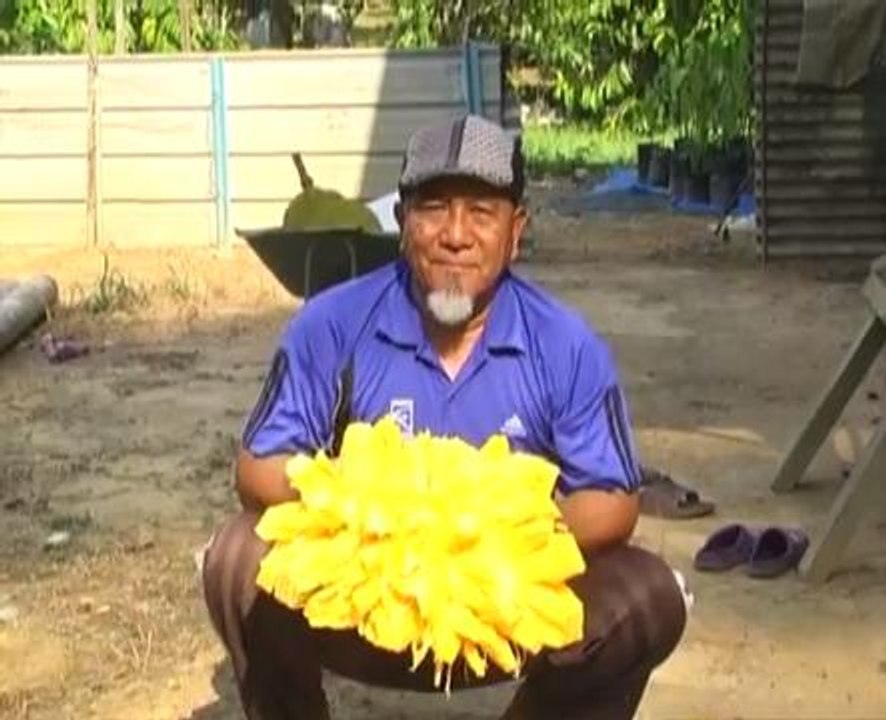 Pesara bangkit usaha ladang nangka madu